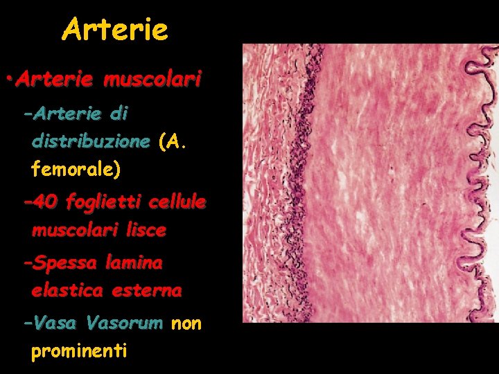 Arterie • Arterie muscolari –Arterie di distribuzione (A. femorale) – 40 foglietti cellule muscolari