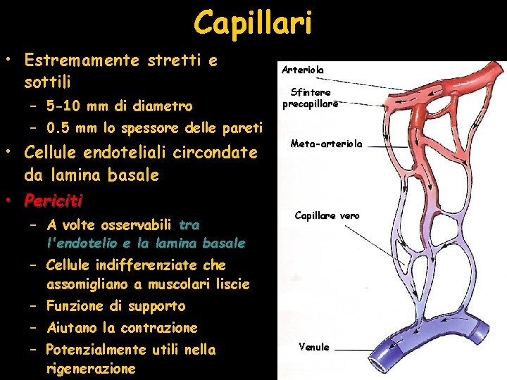 Capillari • Estremamente stretti e sottili – 5 -10 mm di diametro Arteriola Sfintere
