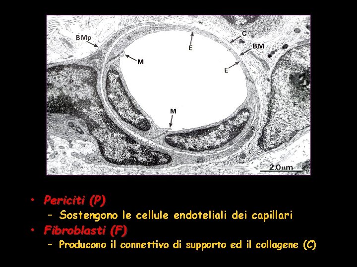  • Periciti (P) – Sostengono le cellule endoteliali dei capillari • Fibroblasti (F)