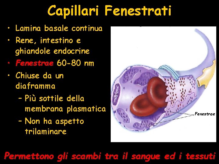 Capillari Fenestrati • Lamina basale continua • Rene, intestino e ghiandole endocrine • Fenestrae