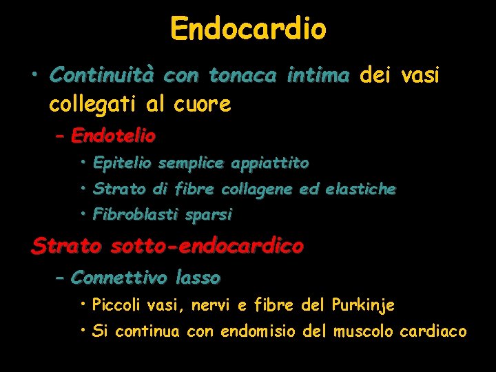 Endocardio • Continuità con tonaca intima dei vasi collegati al cuore – Endotelio •