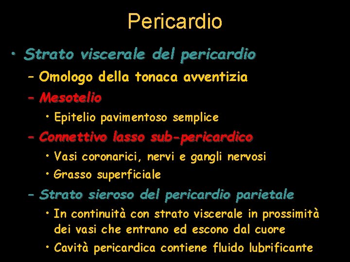 Pericardio • Strato viscerale del pericardio – Omologo della tonaca avventizia – Mesotelio •