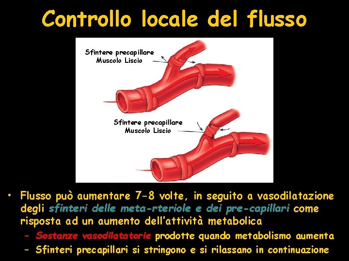 Controllo locale del flusso Sfintere precapillare Muscolo Liscio • Flusso può aumentare 7 -8