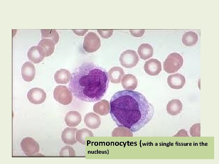 Promonocytes (with a single fissure in the nucleus) 