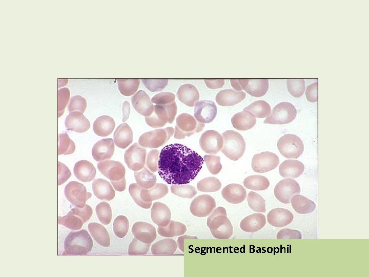 Segmented Basophil 