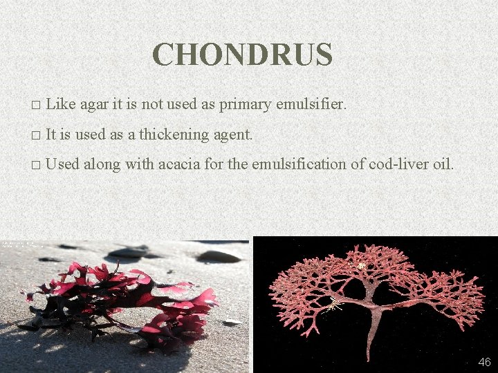 CHONDRUS � Like agar it is not used as primary emulsifier. � It is