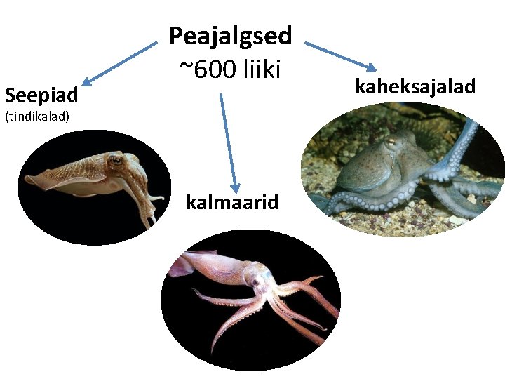 Seepiad Peajalgsed ~600 liiki (tindikalad) kalmaarid kaheksajalad Seepiad Peajalgsed ~600 liiki (tindikalad) kalmaarid kaheksajalad