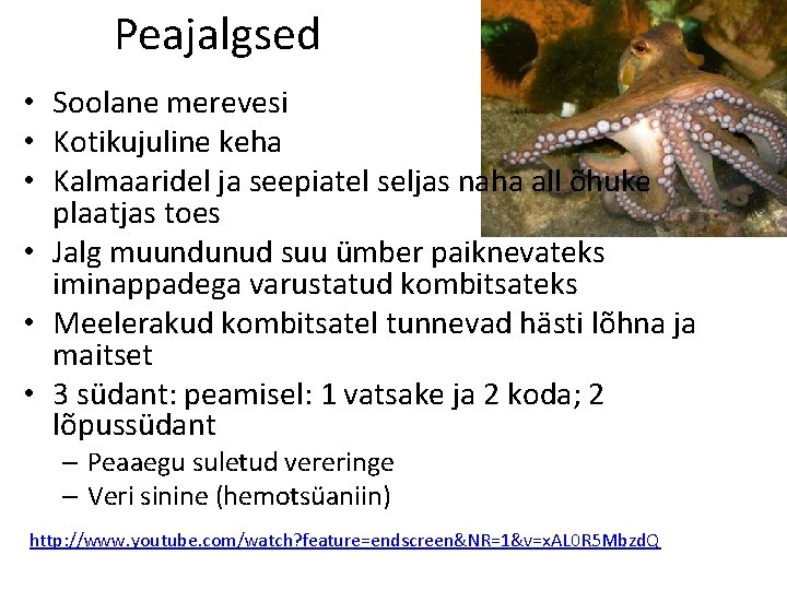 Peajalgsed • Soolane merevesi • Kotikujuline keha • Kalmaaridel ja seepiatel seljas naha all Peajalgsed • Soolane merevesi • Kotikujuline keha • Kalmaaridel ja seepiatel seljas naha all