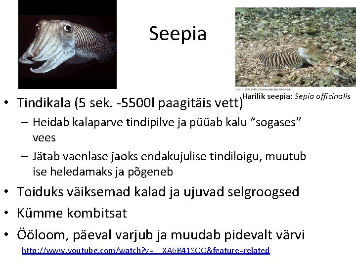 Seepia Harilik seepia: Sepia officinalis • Tindikala (5 sek. -5500 l paagitäis vett) – Seepia Harilik seepia: Sepia officinalis • Tindikala (5 sek. -5500 l paagitäis vett) –