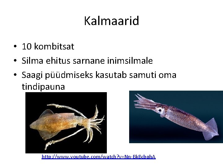 Kalmaarid • 10 kombitsat • Silma ehitus sarnane inimsilmale • Saagi püüdmiseks kasutab samuti Kalmaarid • 10 kombitsat • Silma ehitus sarnane inimsilmale • Saagi püüdmiseks kasutab samuti
