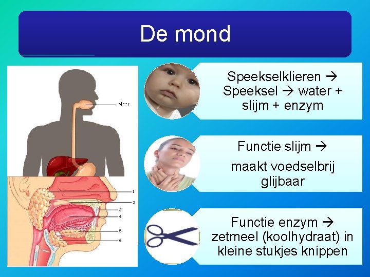 De mond Speekselklieren Speeksel water + slijm + enzym Functie slijm maakt voedselbrij glijbaar