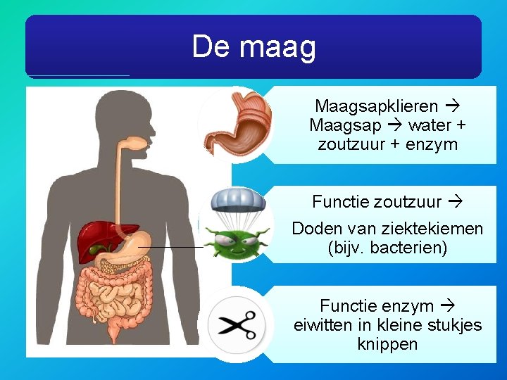 De maag Maagsapklieren Maagsap water + zoutzuur + enzym Functie zoutzuur Doden van ziektekiemen