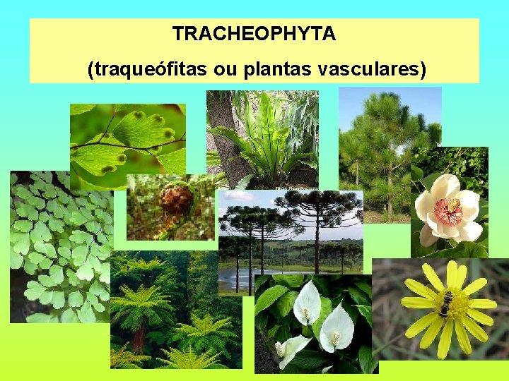 TRACHEOPHYTA (traqueófitas ou plantas vasculares) 