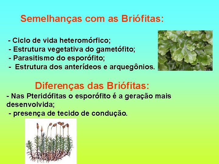 Semelhanças com as Briófitas: - Ciclo de vida heteromórfico; - Estrutura vegetativa do gametófito;