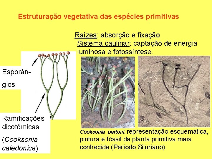 Estruturação vegetativa das espécies primitivas Raízes: absorção e fixação Sistema caulinar: captação de energia