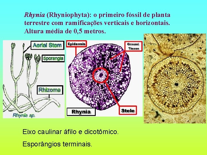 Rhynia (Rhyniophyta): o primeiro fóssil de planta terrestre com ramificações verticais e horizontais. Altura
