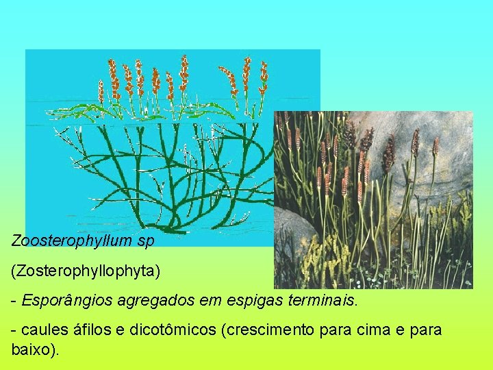 Zoosterophyllum sp (Zosterophyllophyta) - Esporângios agregados em espigas terminais. - caules áfilos e dicotômicos