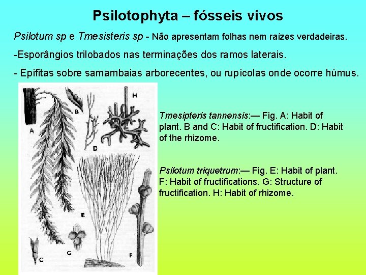 Psilotophyta – fósseis vivos Psilotum sp e Tmesisteris sp - Não apresentam folhas nem