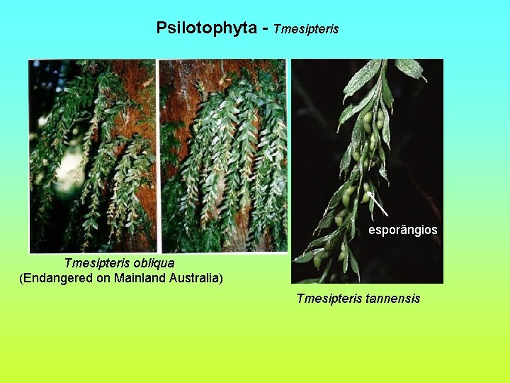 Psilotophyta - Tmesipteris esporângios Tmesipteris obliqua (Endangered on Mainland Australia) Tmesipteris tannensis 