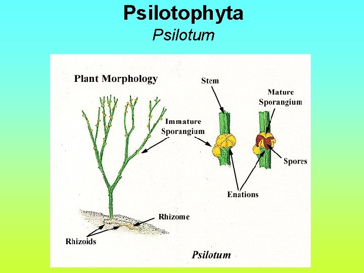 Psilotophyta Psilotum 