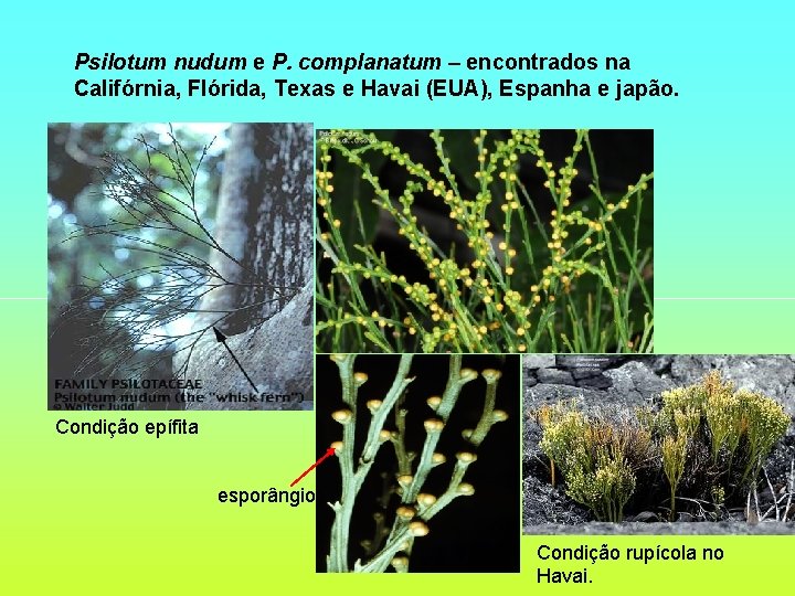 Psilotum nudum e P. complanatum – encontrados na Califórnia, Flórida, Texas e Havai (EUA),