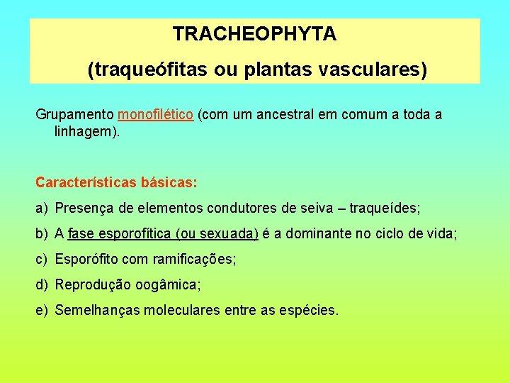 TRACHEOPHYTA (traqueófitas ou plantas vasculares) Grupamento monofilético (com um ancestral em comum a toda