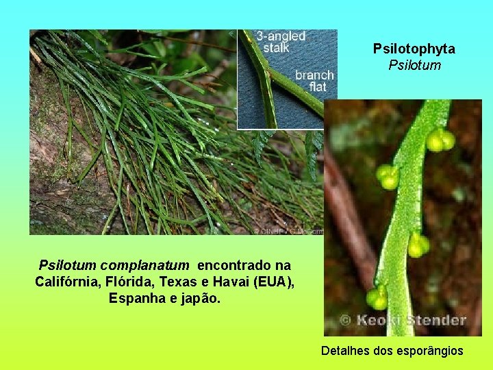 Psilotophyta Psilotum complanatum encontrado na Califórnia, Flórida, Texas e Havai (EUA), Espanha e japão.