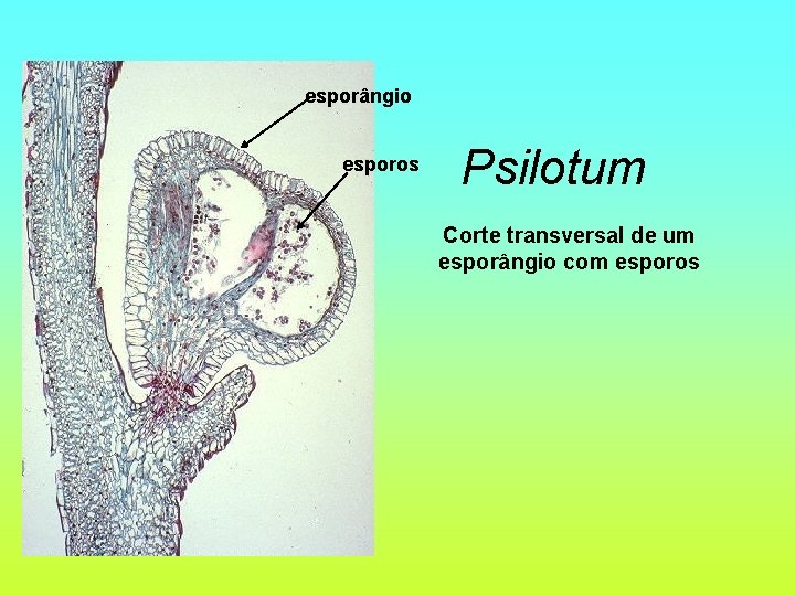 esporângio esporos Psilotum Corte transversal de um esporângio com esporos 
