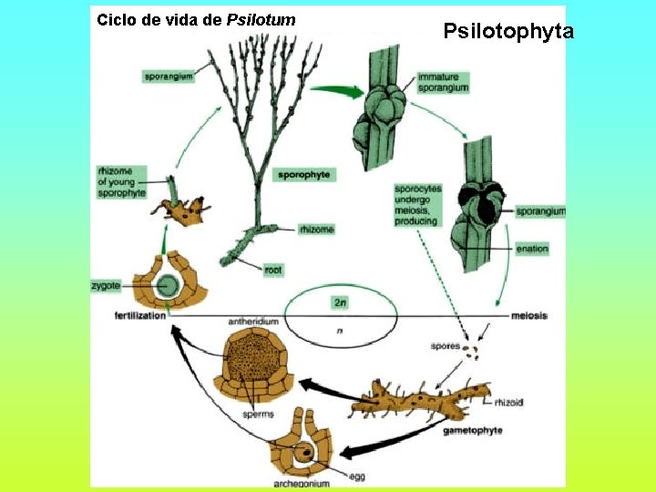 Ciclo de vida de Psilotum Psilotophyta 