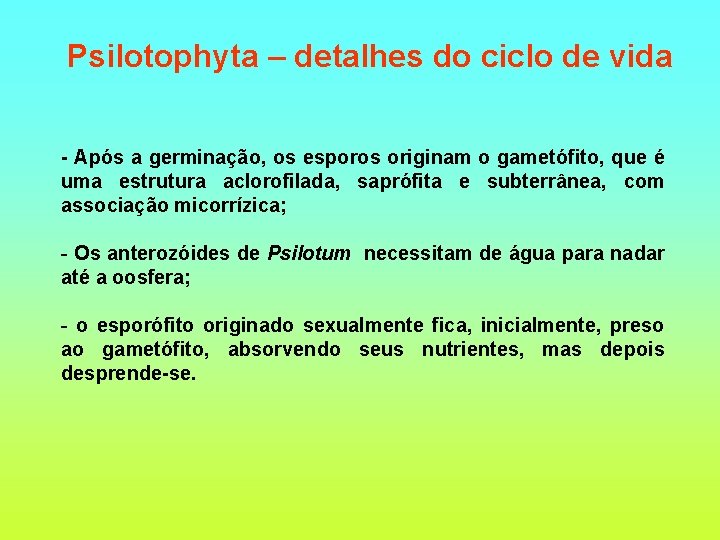 Psilotophyta – detalhes do ciclo de vida - Após a germinação, os esporos originam