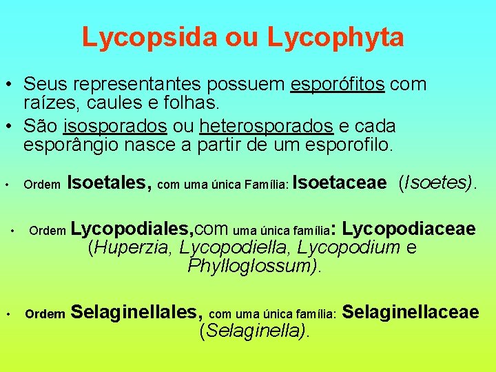 Lycopsida ou Lycophyta • Seus representantes possuem esporófitos com raízes, caules e folhas. •
