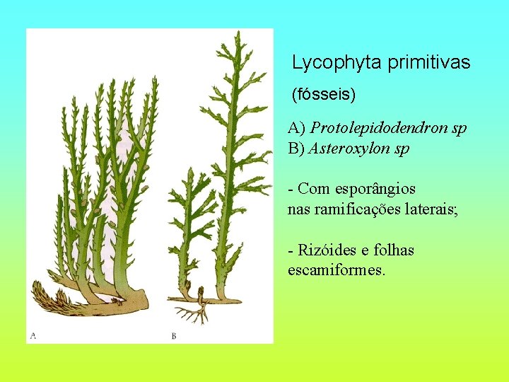 Lycophyta primitivas (fósseis) A) Protolepidodendron sp B) Asteroxylon sp - Com esporângios nas ramificações