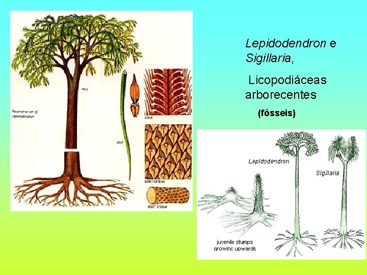 Lepidodendron e Sigillaria, Licopodiáceas arborecentes (fósseis) 