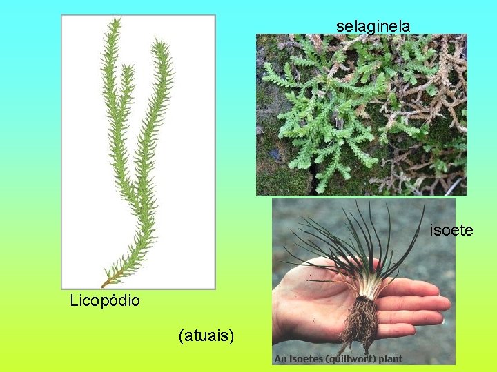 selaginela isoete Licopódio (atuais) 