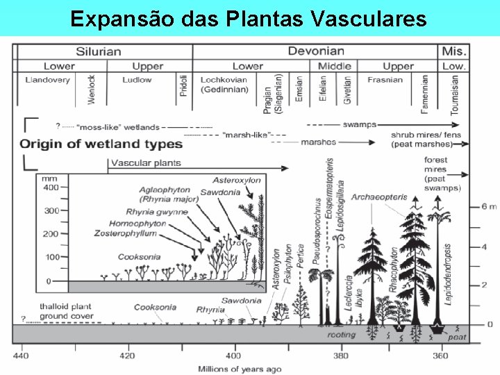 Expansão das Plantas Vasculares 