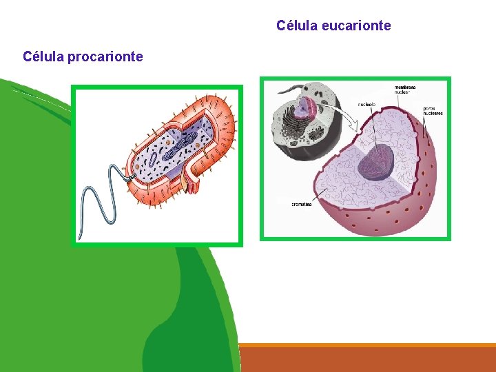 5 Célula procarionte Célula eucarionte 