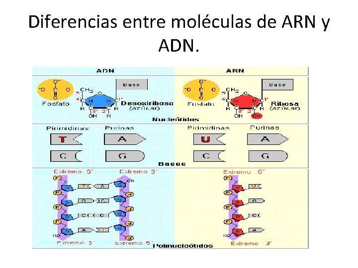 Diferencias entre moléculas de ARN y ADN. 