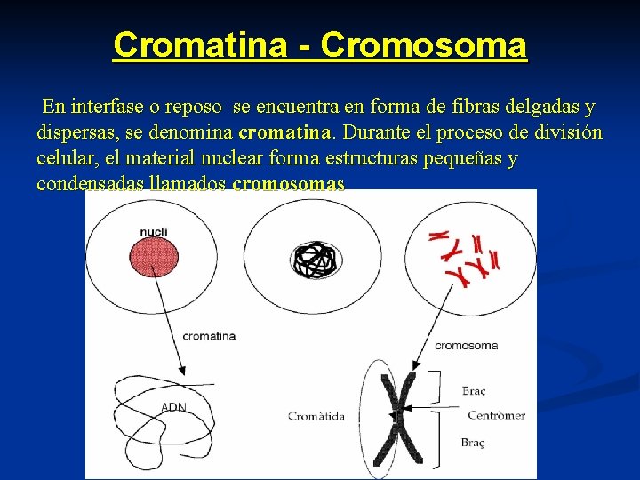 Cromatina - Cromosoma En interfase o reposo se encuentra en forma de fibras delgadas