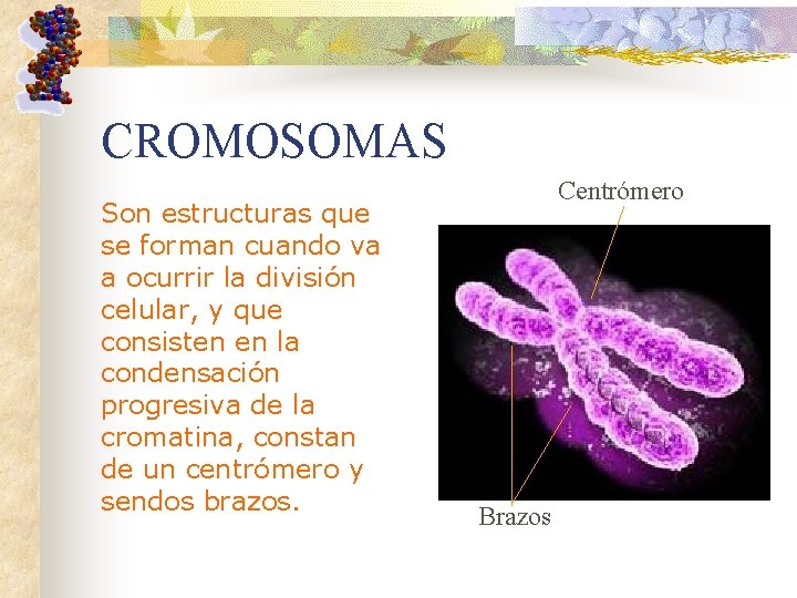 CROMOSOMAS Son estructuras que se forman cuando va a ocurrir la división celular, y