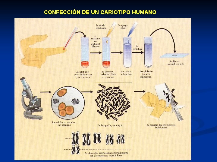 CONFECCIÓN DE UN CARIOTIPO HUMANO 