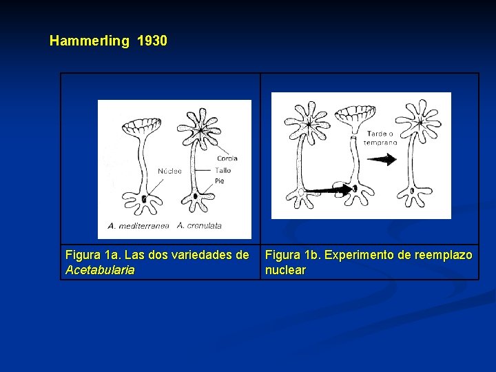 Hammerling 1930 Figura 1 a. Las dos variedades de Figura 1 b. Experimento de