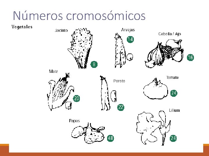 Números cromosómicos 