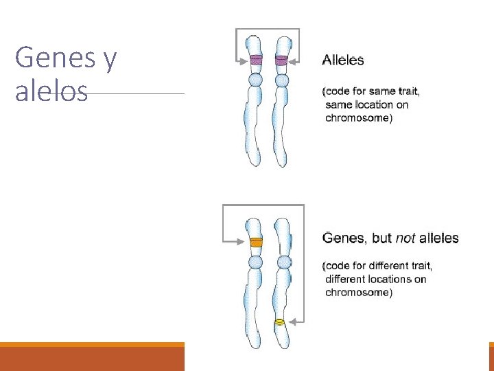 Genes y alelos 