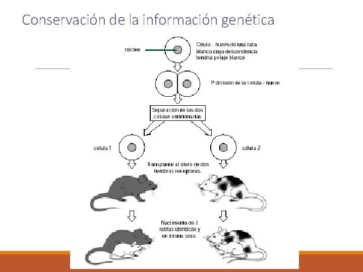 Conservación de la información genética 