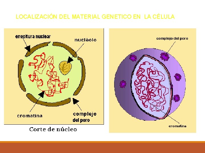LOCALIZACIÓN DEL MATERIAL GENETICO EN LA CÉLULA 