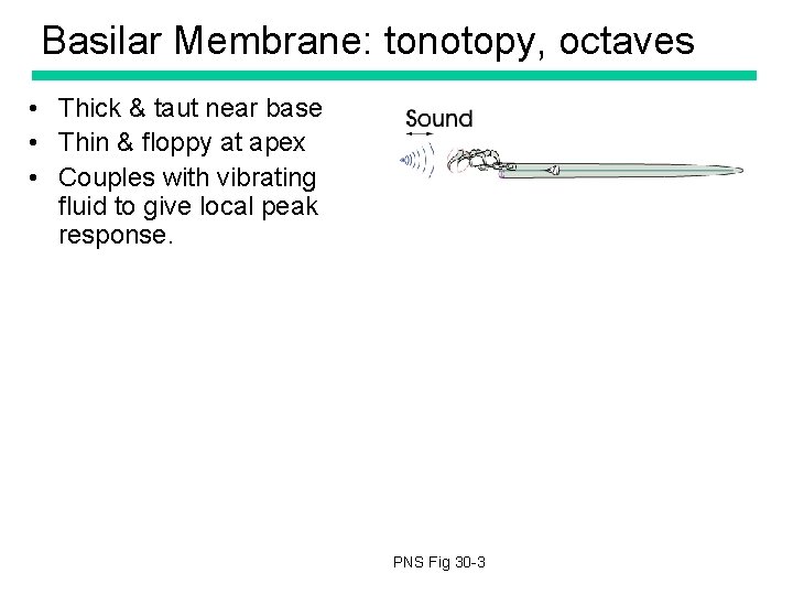 Basilar Membrane: tonotopy, octaves • Thick & taut near base • Thin & floppy