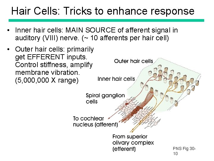 Hair Cells: Tricks to enhance response • Inner hair cells: MAIN SOURCE of afferent