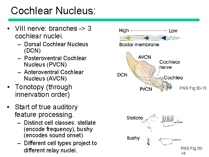 Cochlear Nucleus: • VIII nerve: branches -> 3 cochlear nuclei. – Dorsal Cochlear Nucleus
