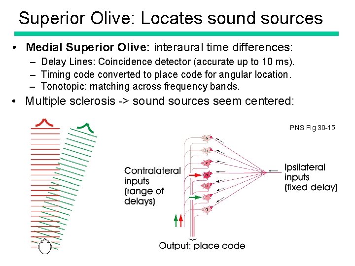 Superior Olive: Locates sound sources • Medial Superior Olive: interaural time differences: – Delay