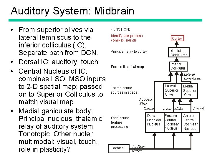 Auditory System: Midbrain • From superior olives via lateral lemniscus to the inferior colliculus